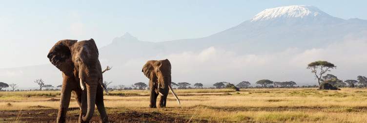 Full-Day Game Drive in Amboseli National Park