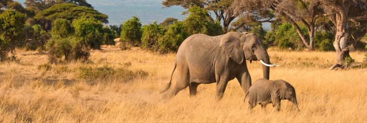 Lake Naivasha to Amboseli