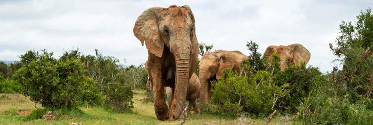 Amboseli National Park
