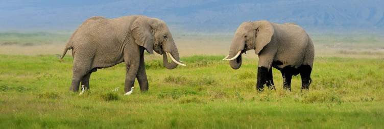 Amboseli