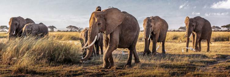 Tsavo East to Amboseli National Park