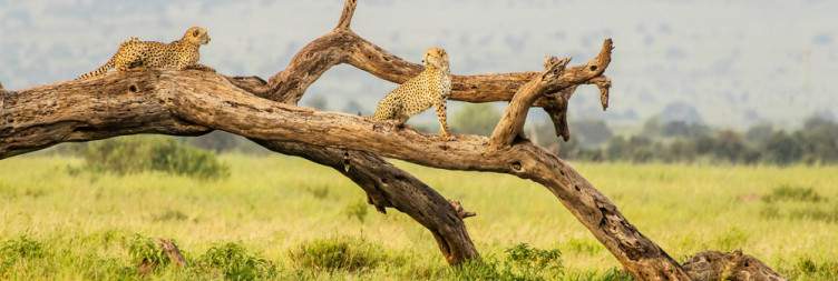 Amboseli Wildlife Immersion
