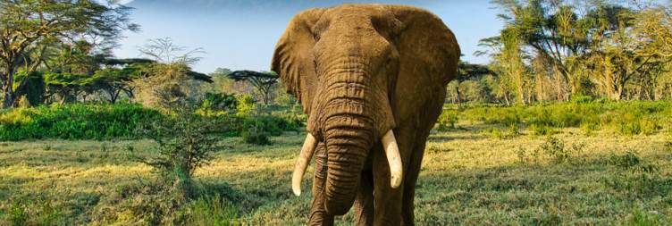 Exploring the diverse ecosystems of Amboseli National Park