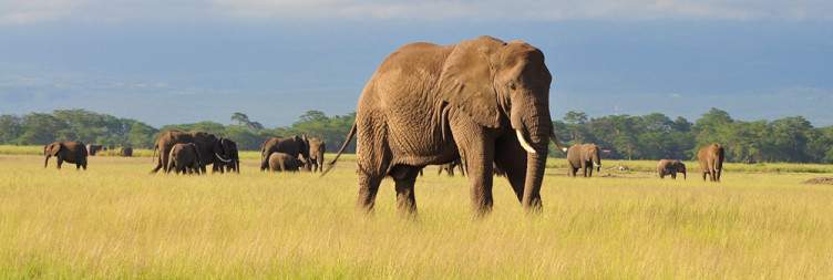 Amboseli National Park