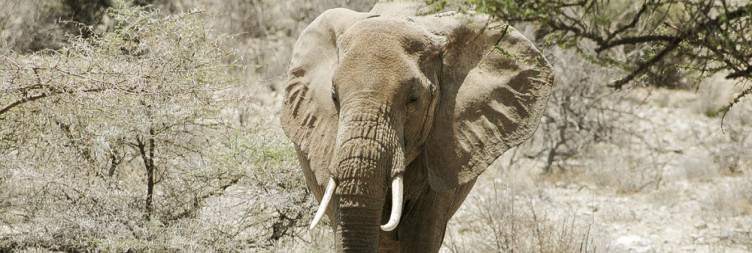 Buffalo Springs National Reserve