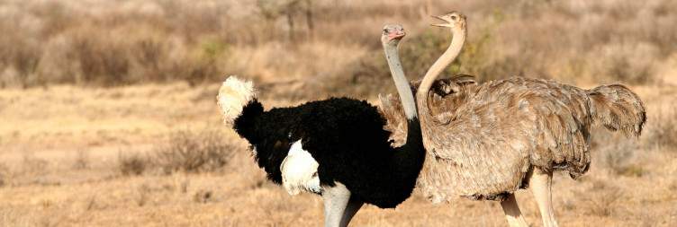 Samburu – Buffalo Springs – Shaba