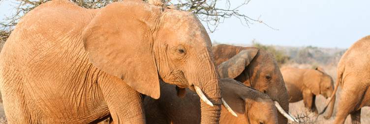 Ol Pejeta Game Sanctuary/Samburu Buffalo Springs Game Reserve