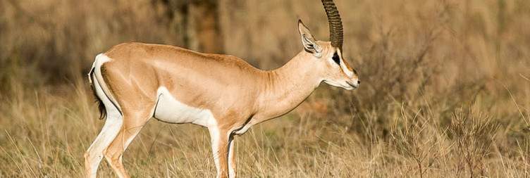 Full-day game drive in Samburu Untamed Wilderness