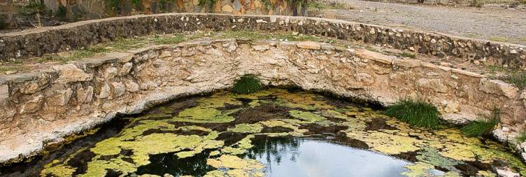 Buffalo spring