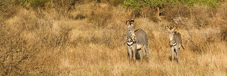 Samburu – Buffalo Springs – Shaba