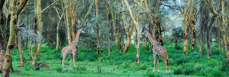 Masai Mara National Reserve - Naivasha