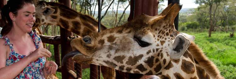 Giraffe Centre, Nairobi National Museum, Snake Park & Egware Museum