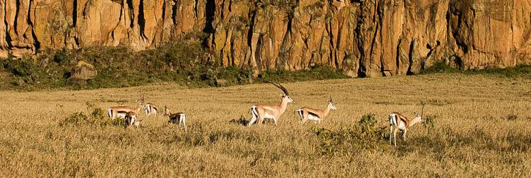 Lake Naivasha (Hell's Gate National Park)