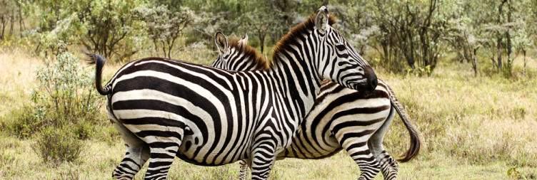 Transfer to Hell's Gate National Park with Afternoon Walking Safari