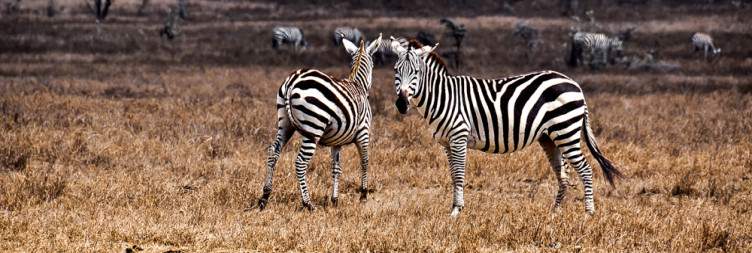 Nakuru National Park To Naivasha