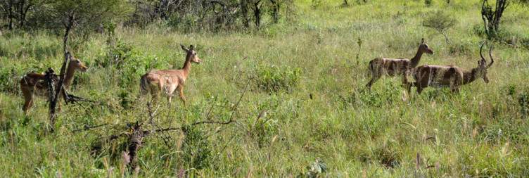 Maasai Mara-Lumo Community Wildlife Conservancy