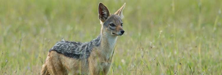 Ol Pejeta-Laikipia