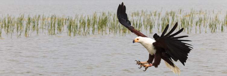 Lake Baringo – Birding & Cultural Encounters