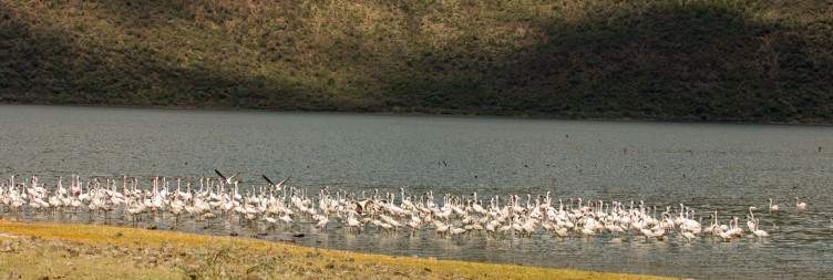 Lake Nakuru National Park- Lake Bogoria
