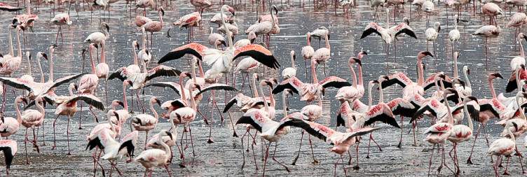 Lake Nakuru to Lake Bogoria
