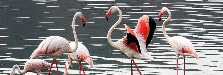 Nairobi to Lake Bogoria National Reserve