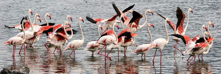 Lake Nakuru – Lake Bogoria