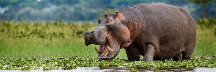 Amboseli National Park-Lake Naivasha