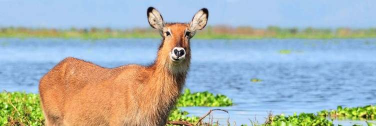 Lake Nakuru National Park - Lake Naivasha
