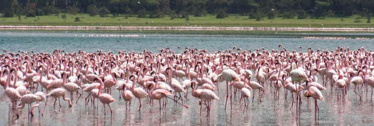 Masai Mara National Reserve - Lake Naivasha