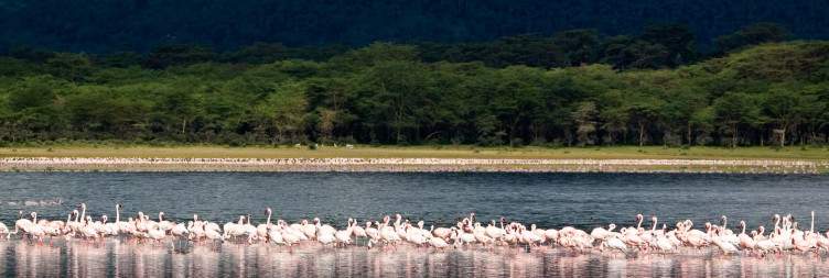 Lake Nakuru Lake Naivasha