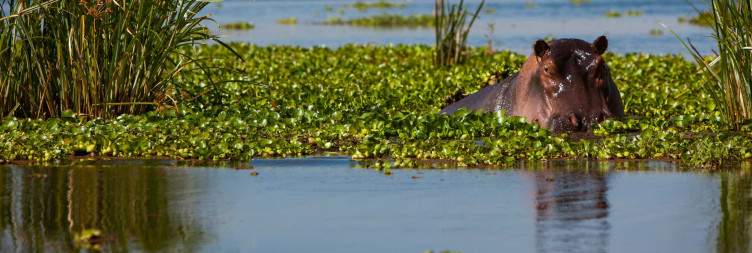 Lake Nakuru National Park-Lake Naivasha