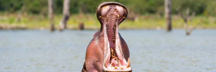 Amboseli- Lake Naivasha National Park