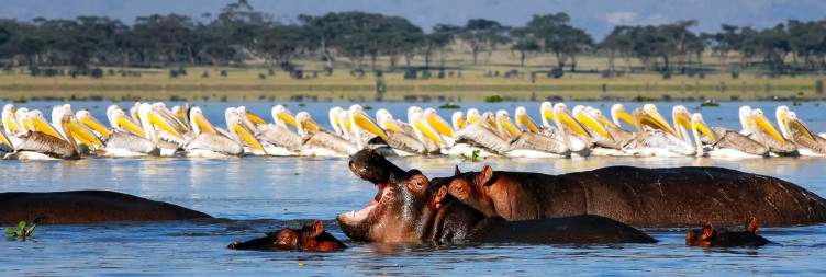 Samburu to Lake Naivasha Via Lake Nakuru