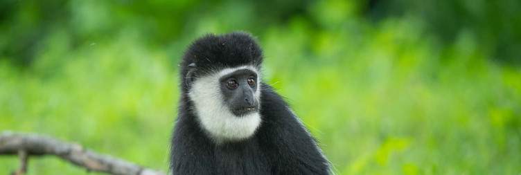 Lake Naivasha National Park