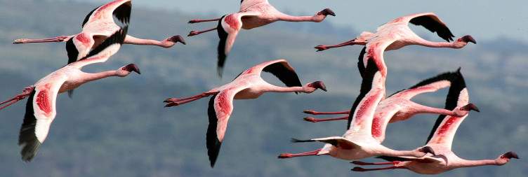 Naivasha to Lake Nakuru