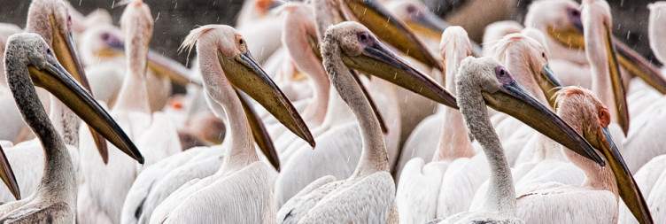 Ol Pejeta Conservancy-Lake Nakuru National Park