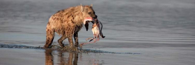 Olpejeta Conservancy -Lake Nakuru National Park