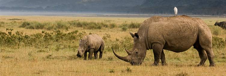 Naivasha - Lake Nakuru National Park