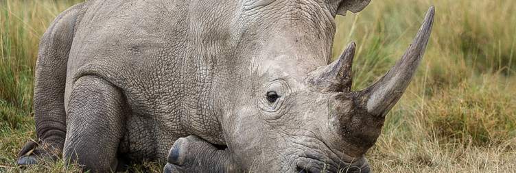 Excursion to Lake Nakuru National Park