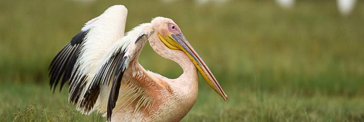 Pick-Up from JKIA to Lake Nakuru National Park
