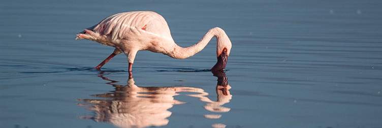 Scenic Drive to Naivasha, Boat Ride, and Walking Safari on Crescent Island