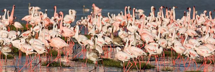 Ol Pejeta Conservancy -Lake Nakuru National Park