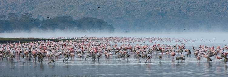 Masai Mara- Lake Nakuru National Park