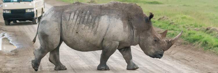 Mount Kenya to Lake Nakuru National Park
