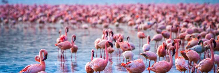 Transfer to Lake Nakuru National Park | Game Drive