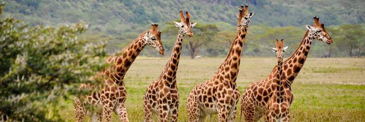 Masai Mara - Lake Nakuru