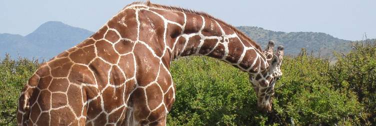 Nairobi to Lewa Conservancy