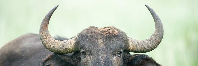 Full-Day at Lewa Wildlife Conservancy