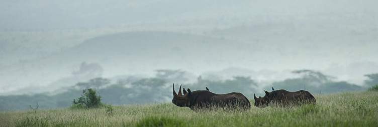 Nairobi to Lewa Conservancy