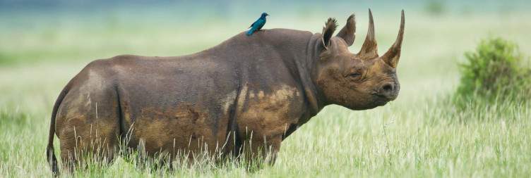 Full-Day at Lewa Wildlife Conservancy